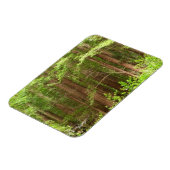 Redwood Treins bij Muir Bossen National Monument Magneet (Linkerzijde)