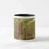 Redwood Treins bij Muir Bossen National Monument Mok (Midden)