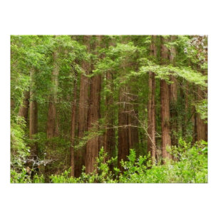 Redwood Treins bij Muir Bossen National Monument Perfect Poster