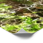 Redwood Treins bij Muir Bossen National Monument Poster (Hoek)