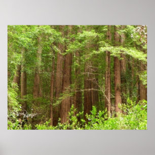 Redwood Treins bij Muir Bossen National Monument Poster