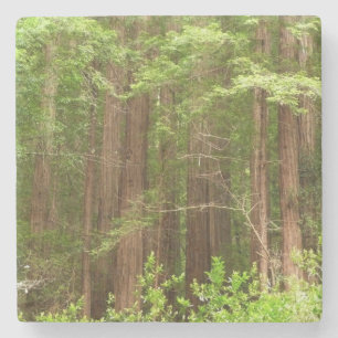 Redwood Treins bij Muir Bossen National Monument Stenen Onderzetter