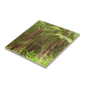 Redwood Treins bij Muir Bossen National Monument Tegeltje (Zijkant)