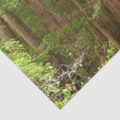 Redwood Treins bij Muir Bossen National Monument Tissuepapier (Detail)