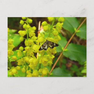Redwood Vlinder en Wildbloemen Briefkaart