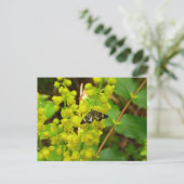 Redwood Vlinder en Wildbloemen Briefkaart (Staand voorkant)