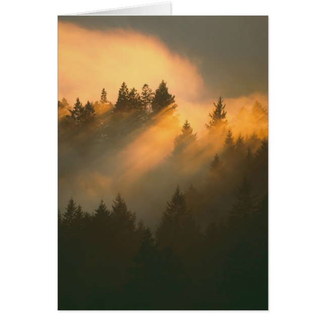 Redwoodbomen in kustnevel, Marin County, (Voorkant)