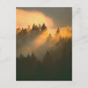 Redwoodbomen in kustnevel, Marin County, Briefkaart