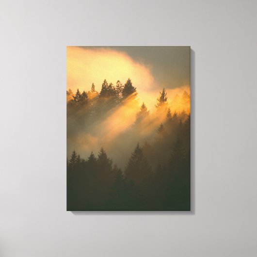 Redwoodbomen in kustnevel, Marin County, Canvas Afdruk (Voorkant)