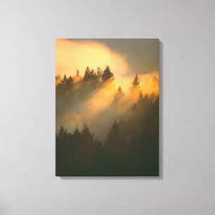 Redwoodbomen in kustnevel, Marin County, Canvas Afdruk