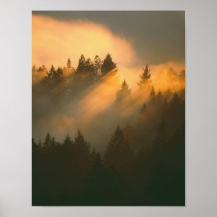 Redwoodbomen in kustnevel, Marin County, Poster