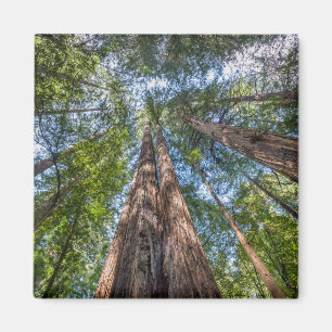 Redwoodbomen Marin County, Californië Magneet