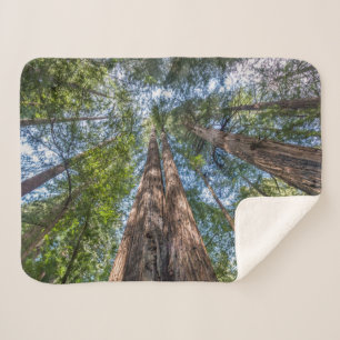 Redwoodbomen   Marin County, Californië Sherpa Deken