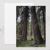 Redwoodbos Feestdagenkaart (Voorkant / Achterkant)