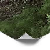 Redwoodbos Poster (Hoek)