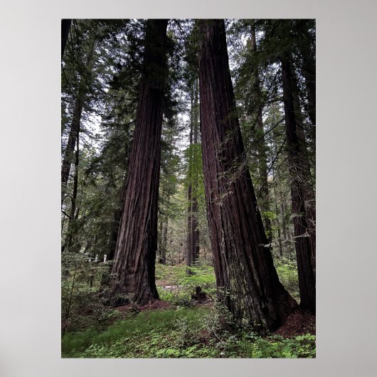 Redwoodbos Poster (Voorkant)