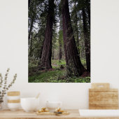 Redwoodbos Poster (Keuken)