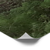 Redwoodbos Poster (Hoek)