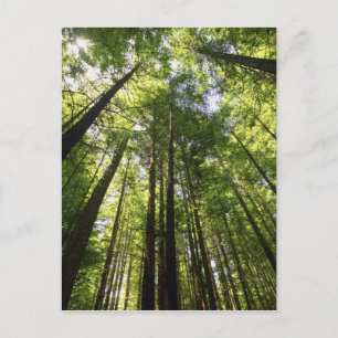 Redwoodbos, Rotorua, Nieuw-Zeeland Briefkaart
