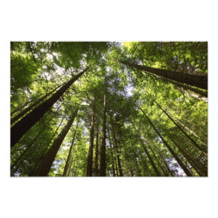 Redwoodbos, Rotorua, Nieuw-Zeeland Foto Afdruk