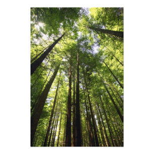 Redwoodbos, Rotorua, Nieuw-Zeeland Foto Afdruk