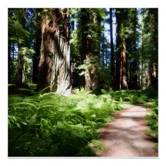 Redwoodpad Perfect Poster