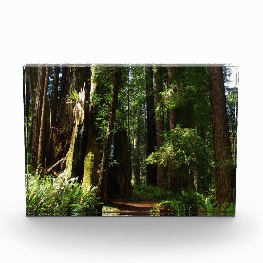 Redwoods and Ferns at Redwood National Park Fotoblokken (Voorkant)