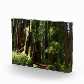 Redwoods and Ferns at Redwood National Park Fotoblokken (Rechts)