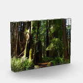 Redwoods and Ferns at Redwood National Park Fotoblokken (Links)