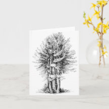 Redwoods Notecard