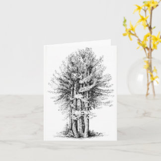 Redwoods Notecard Kaart