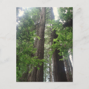 Redwoods-perspectief Briefkaart