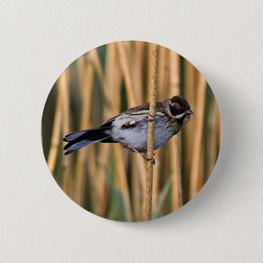 Reed Bunting Button Badge (Voorkant)