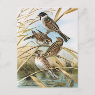 Reed Buntings  Bird Illustration Briefkaart
