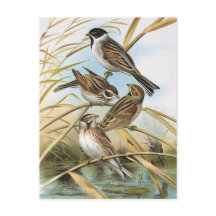 Reed Buntings  Bird Illustration