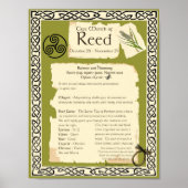 REED CELTIC SACRED TREE POSTER (Voorkant)