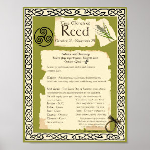 REED CELTIC SACRED TREE POSTER
