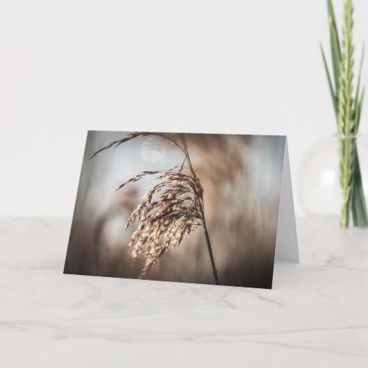 Reed Natuur Foto Kaart (Voorkant)
