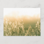 Reed Sunset Natuur Foto Briefkaart (Voorkant)