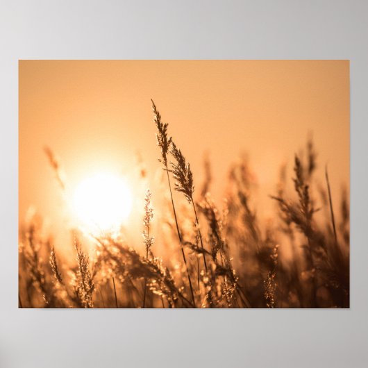 Reed Sunset Natuur Foto Poster (Voorkant)