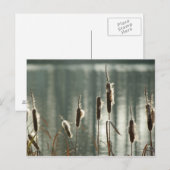 Reedmaces-Briefkaart Briefkaart (Voorkant / Achterkant)
