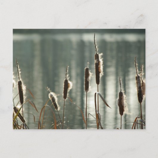 Reedmaces-Briefkaart Briefkaart (Voorkant)