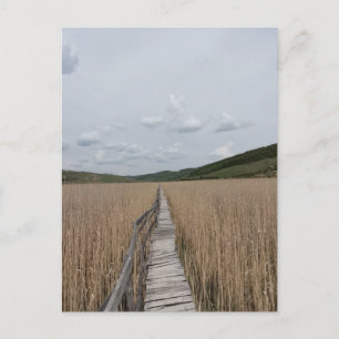 Reeds in een Marsh in Roemenië Briefkaart
