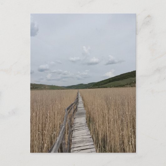Reeds in een Marsh in Roemenië Briefkaart (Voorkant)