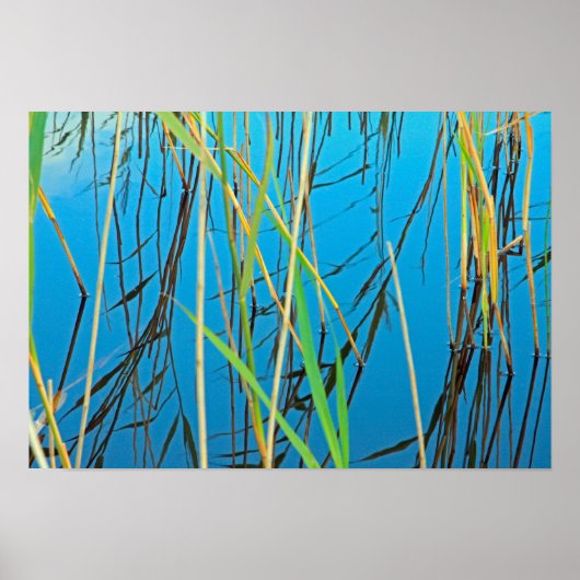 Reeds in een meer poster (Voorkant)