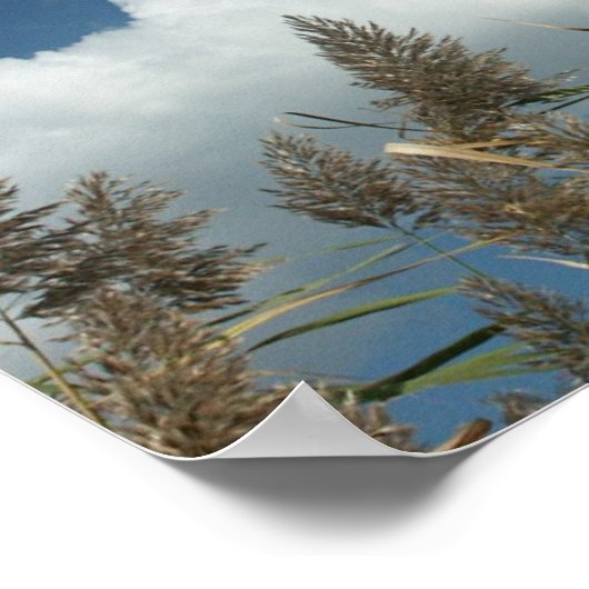 Reeds Poster (Hoek)