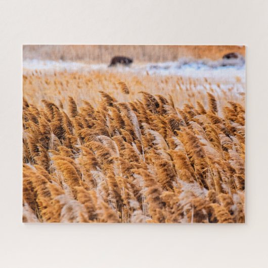Reeds van Antelope Island, Utah - 16x20 - 520 pcs. Legpuzzel (Horizontaal)