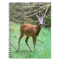 Reeënbok in Bos Natuur Notitieboekje Wilde Dieren