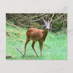Reeënbok Mannetje Poseert Boslandschap Wilde Natuu Briefkaart
