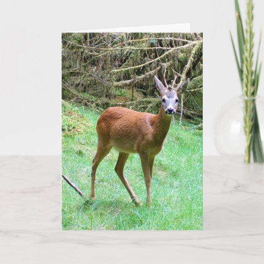 Reeënbok mannetje poserende kaart – Wilde reeën (Voorkant)